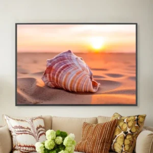 Coquillage au lever du soleil- Coquillage au lever du soleil-
